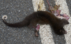 Pseudochirulus herbertensis