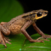 Carchi Andes Toad - Photo (c) Ross Maynard, some rights reserved (CC BY-NC), uploaded by Ross Maynard