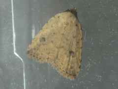 Anachrostis nigripunctalis