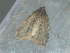 Anachrostis nigripunctalis