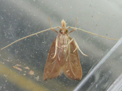 Lecitholaxa thiodora