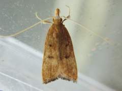 Lecitholaxa thiodora