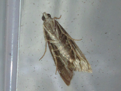 Nyctegretis triangulella