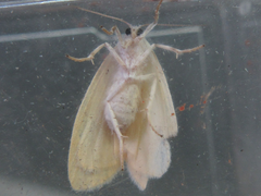 Miltochrista calamina