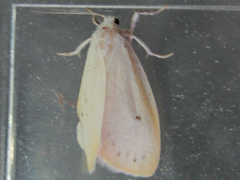 Miltochrista calamina