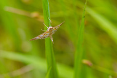 Epipagis fenestralis