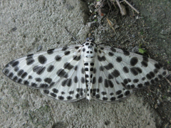 Antipercnia albinigrata