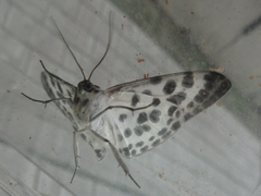 Antipercnia albinigrata