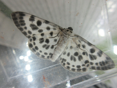 Antipercnia albinigrata