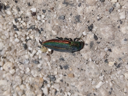 Golden Buprestid Beetle photo 3