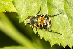 Trichiotinus viridans