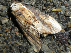 Hexafrenum leucodera