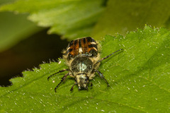 Trichiotinus viridans