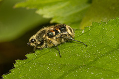 Trichiotinus viridans
