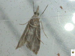 Microchilo inouei
