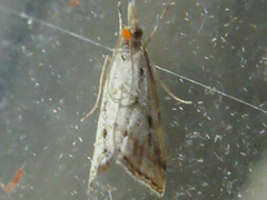 Microchilo inouei