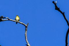Euphonia hirundinacea