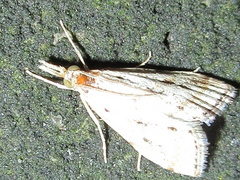 Microchilo inouei