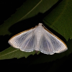 Diaphania glauculalis