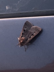 Parabagrotis exsertistigma