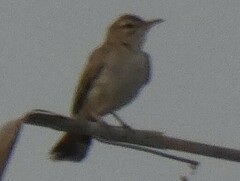 Cercotrichas galactotes