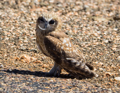 Ninox boobook ocellata