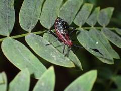 Acanthocerus