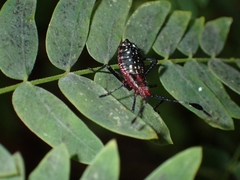 Acanthocerus