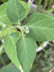 Solanum nigrum