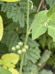 Solanum nigrum