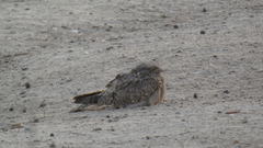 Caprimulgus aegyptius