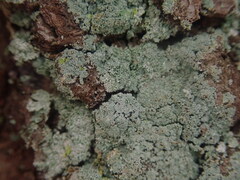Lepraria ulrikii