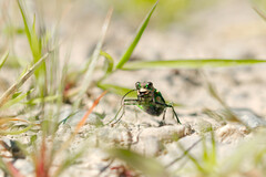 Cicindela limbalis