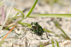 Cicindela limbalis