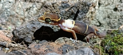 Cyrtodactylus deccanensis