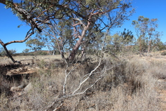 Melaleuca faucicola