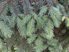 Picea