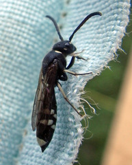 Sapyga martinii