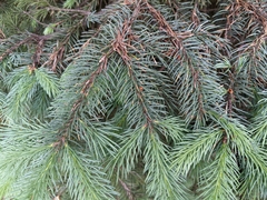 Picea