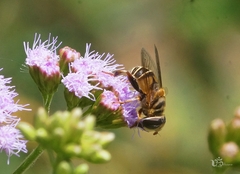Palpada mexicana