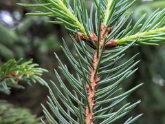 Picea