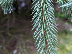 Picea