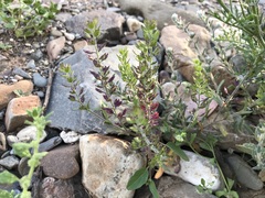 Lepidium phlebopetalum