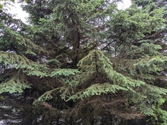 Picea
