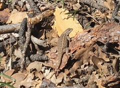 Sceloporus graciosus