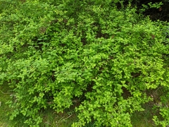 Spiraea douglasii