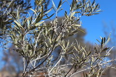 Melaleuca faucicola
