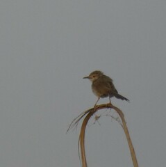 Prinia gracilis