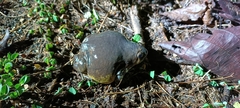 Uperodon globulosus