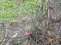 Pinus